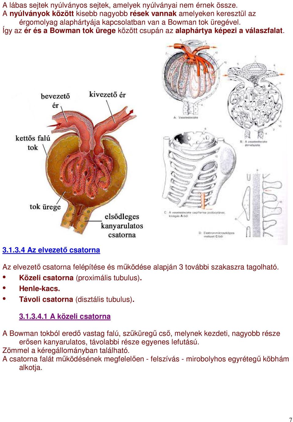 Így az ér és a Bowman tok ürege között csupán az alaphártya képezi a válaszfalat. 3.1.3.4 Az elvezetı csatorna Az elvezetı csatorna felépítése és mőködése alapján 3 további szakaszra tagolható.