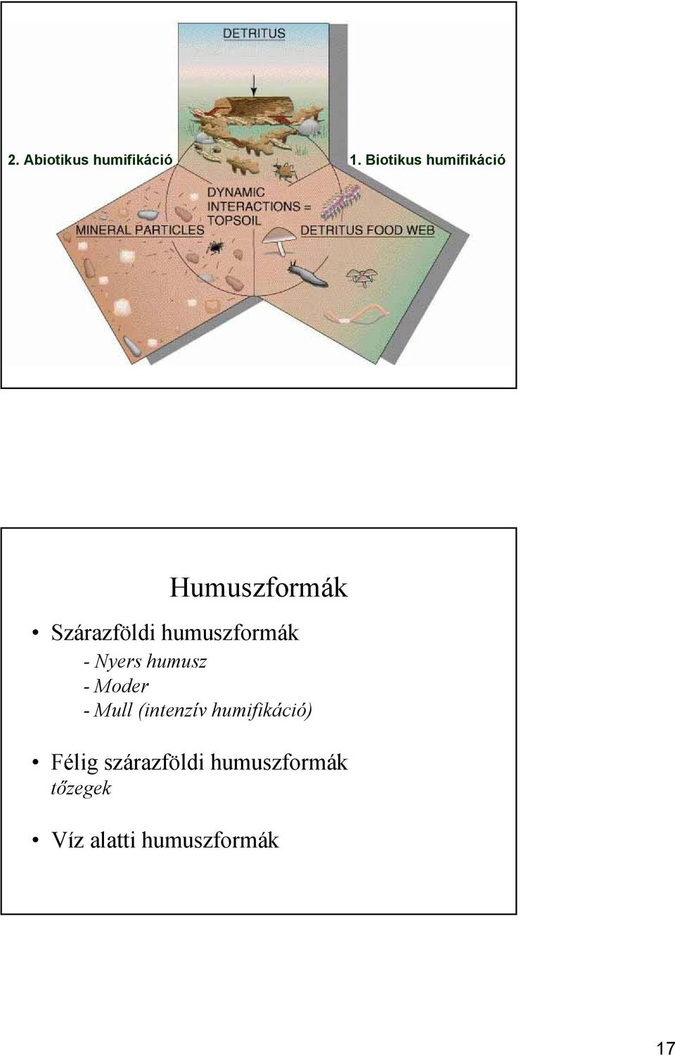 humuszformák - Nyers humusz - Moder - Mull