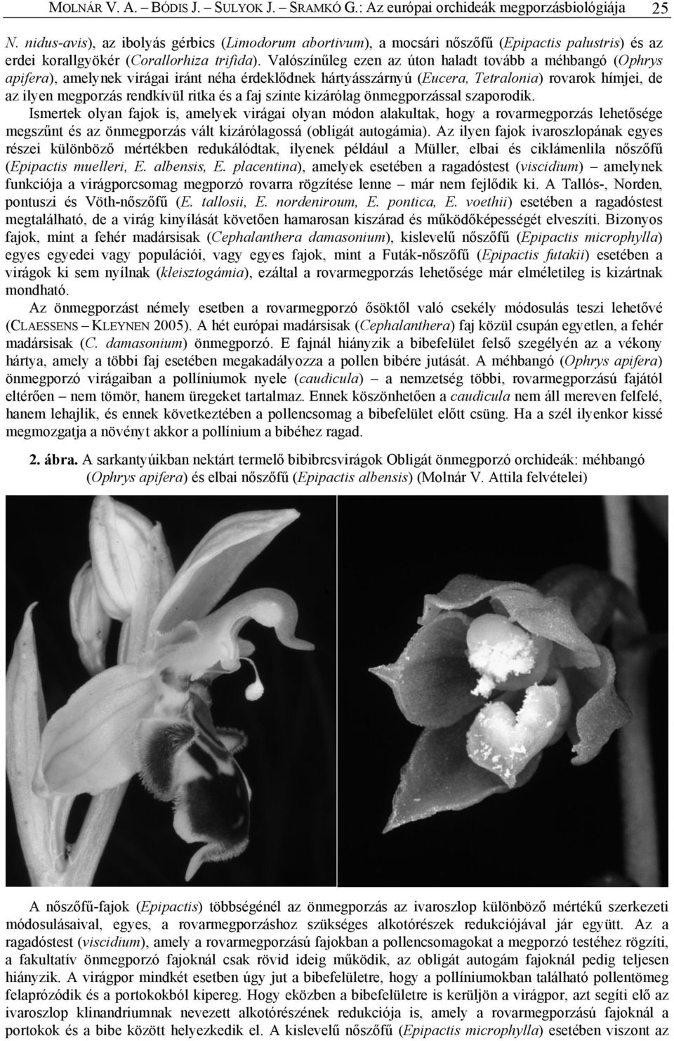 Valószínűleg ezen az úton haladt tovább a méhbangó (Ophrys apifera), amelynek virágai iránt néha érdeklődnek hártyásszárnyú (Eucera, Tetralonia) rovarok hímjei, de az ilyen megporzás rendkívül ritka