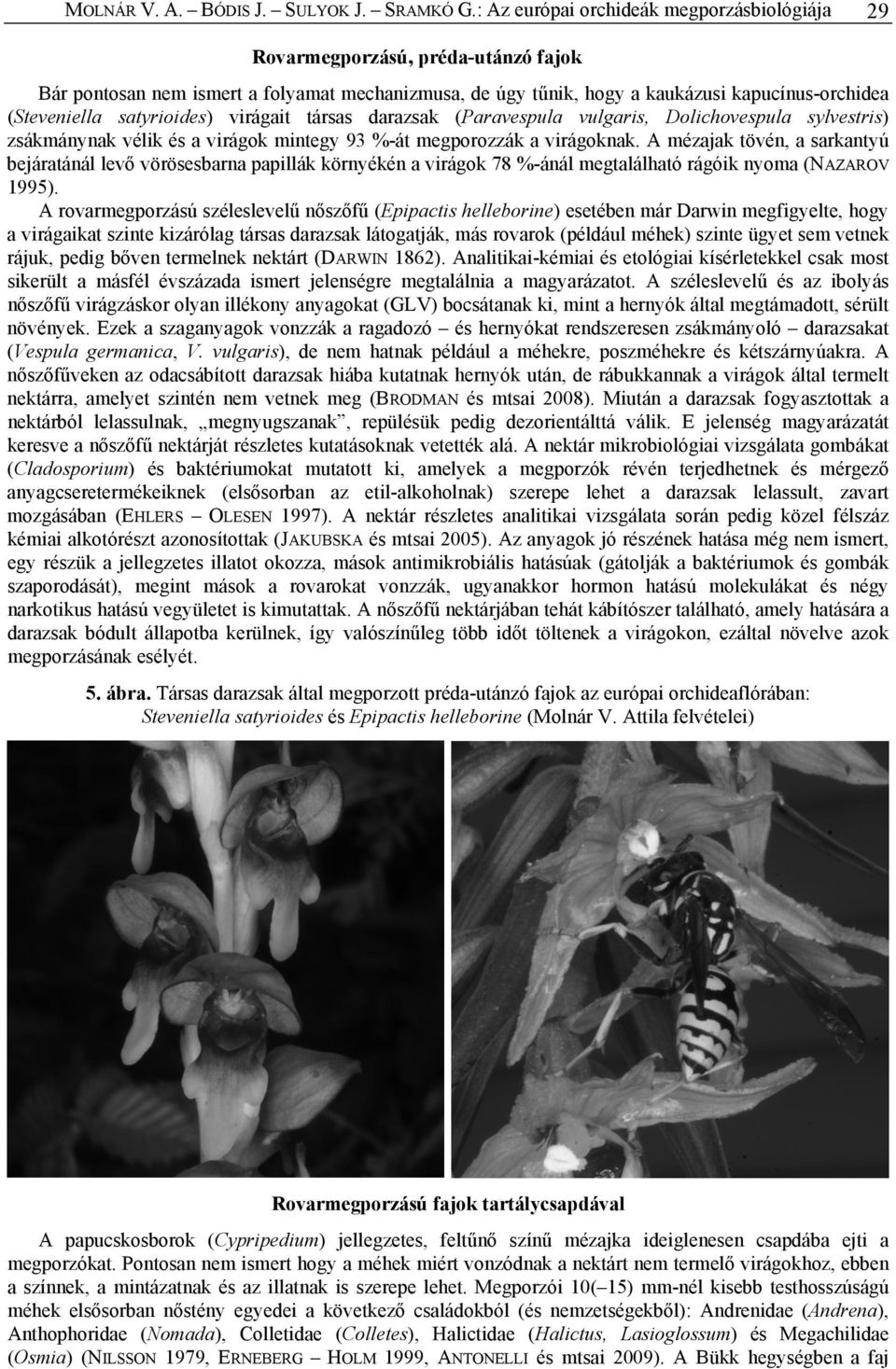 satyrioides) virágait társas darazsak (Paravespula vulgaris, Dolichovespula sylvestris) zsákmánynak vélik és a virágok mintegy 93 %-át megporozzák a virágoknak.