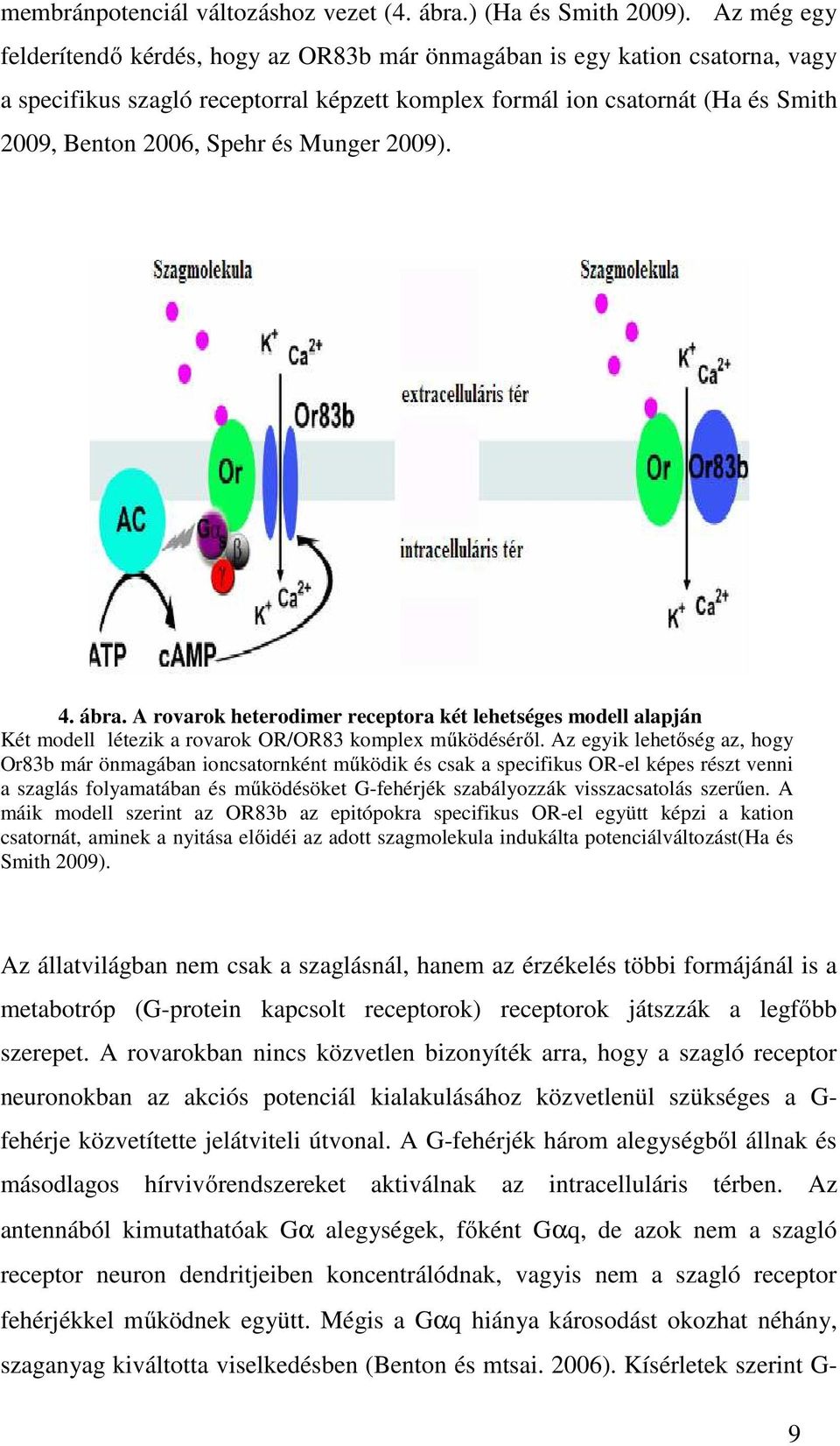 Munger 2009). 4. ábra. A rovarok heterodimer receptora két lehetséges modell alapján Két modell létezik a rovarok OR/OR83 komplex működéséről.