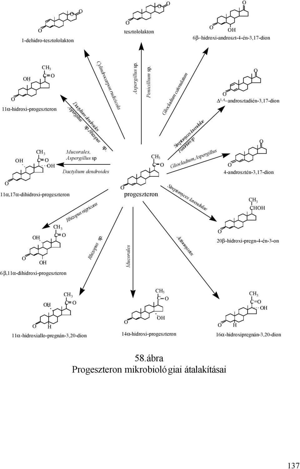 Mucorales, Aspergillus sp Dactylium dendroides 3 Streptomyces lavendulae Fusarium sp Gliocladium,Aspergillus 4-androsztén-3,17-dion 11α,17α-dihidroxi-progeszteron Rhizopus nigricans