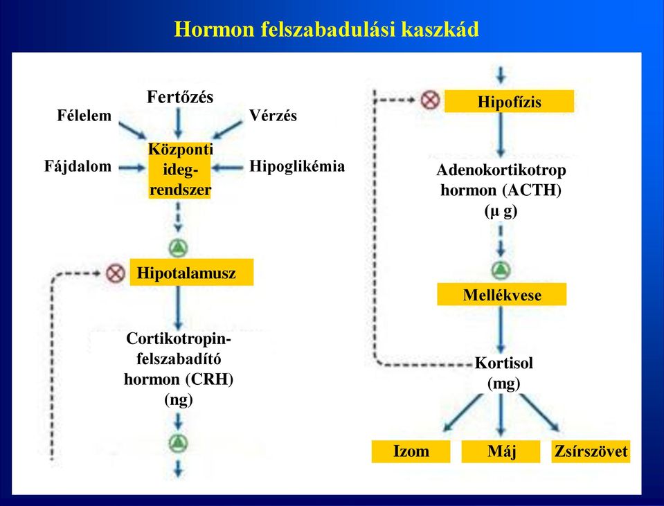 Adenokortikotrop hormon (ACTH) (μ g) Hipotalamusz Mellékvese