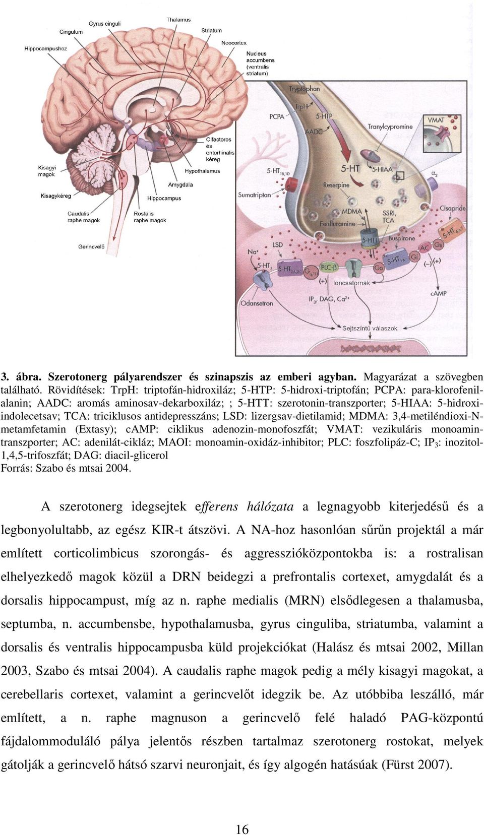 TCA: triciklusos antidepresszáns; LSD: lizergsav-dietilamid; MDMA: 3,4-metiléndioxi-Nmetamfetamin (Extasy); camp: ciklikus adenozin-monofoszfát; VMAT: vezikuláris monoamintranszporter; AC: