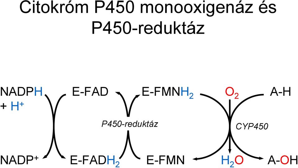 E-FMNH 2 2 A-H P450-reduktáz