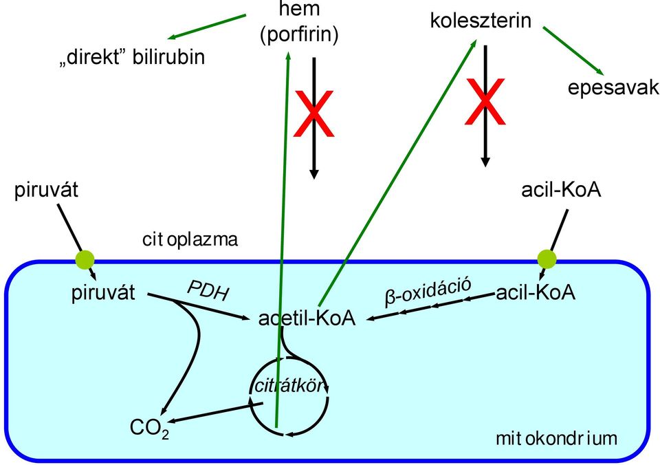 acil-koa citoplazma piruvát PDH