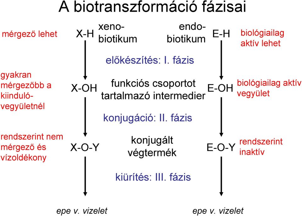 fázis funkciós csoportot tartalmazó intermedier konjugáció: II.