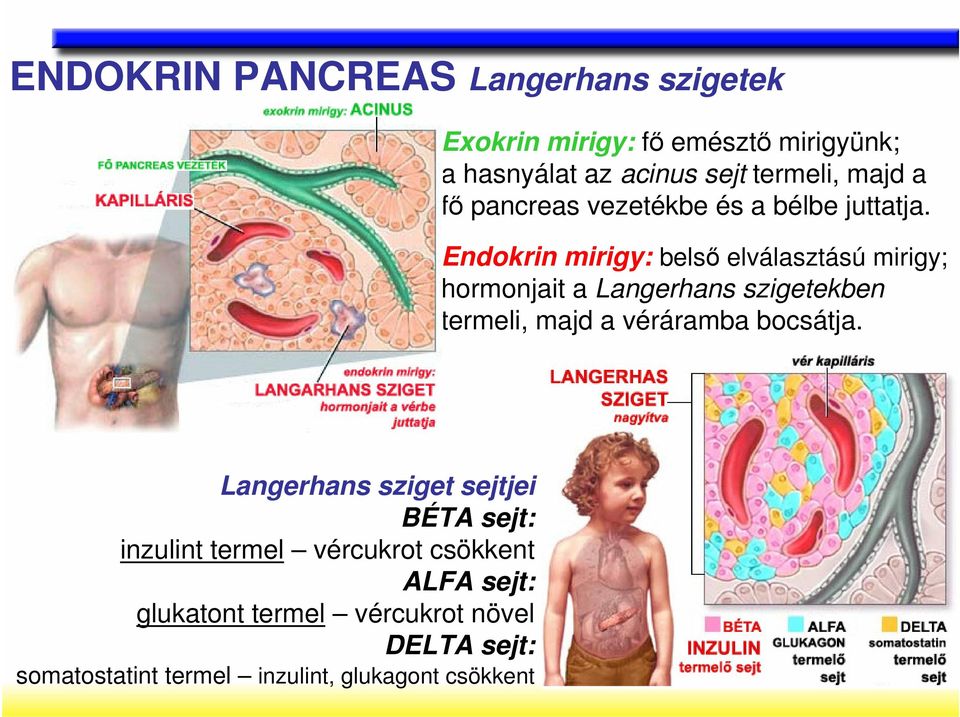 Endokrin mirigy: belsı elválasztású mirigy; hormonjait a Langerhans szigetekben termeli, majd a véráramba