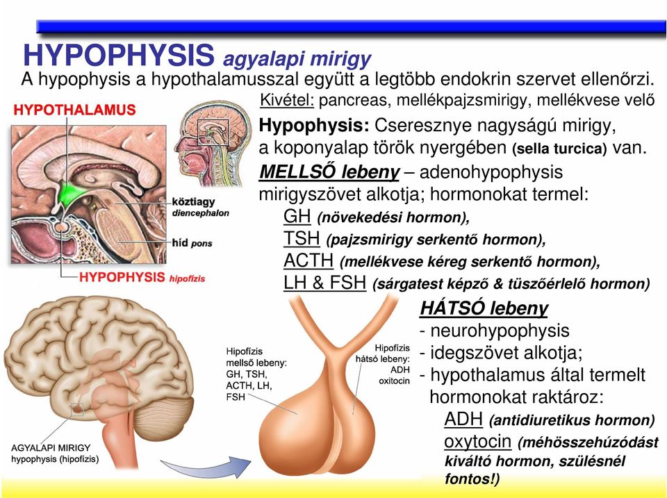 MELLSİ lebeny adenohypophysis mirigyszövet alkotja; hormonokat termel: GH (növekedési hormon), TSH (pajzsmirigy serkentı hormon), ACTH (mellékvese kéreg serkentı