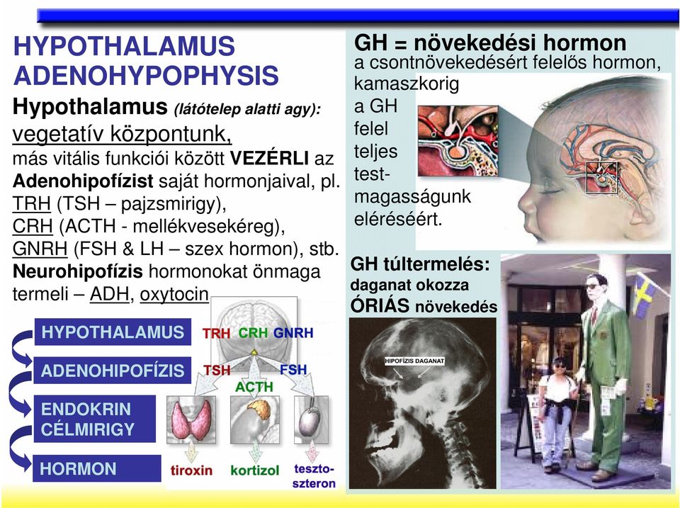 Neurohipofízis hormonokat önmaga termeli ADH, oxytocin HYPOTHALAMUS GH = növekedési hormon a csontnövekedésért felelıs hormon,