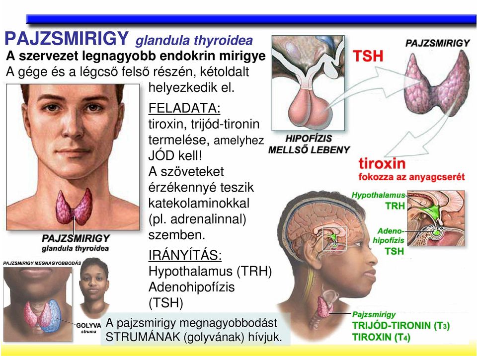 FELADATA: tiroxin, trijód-tironin termelése, amelyhez JÓD kell!