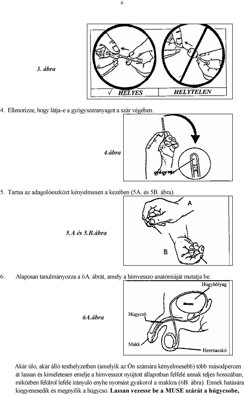 ábrát, amely a hímvesszo anatómiáját mutatja be. 6A.