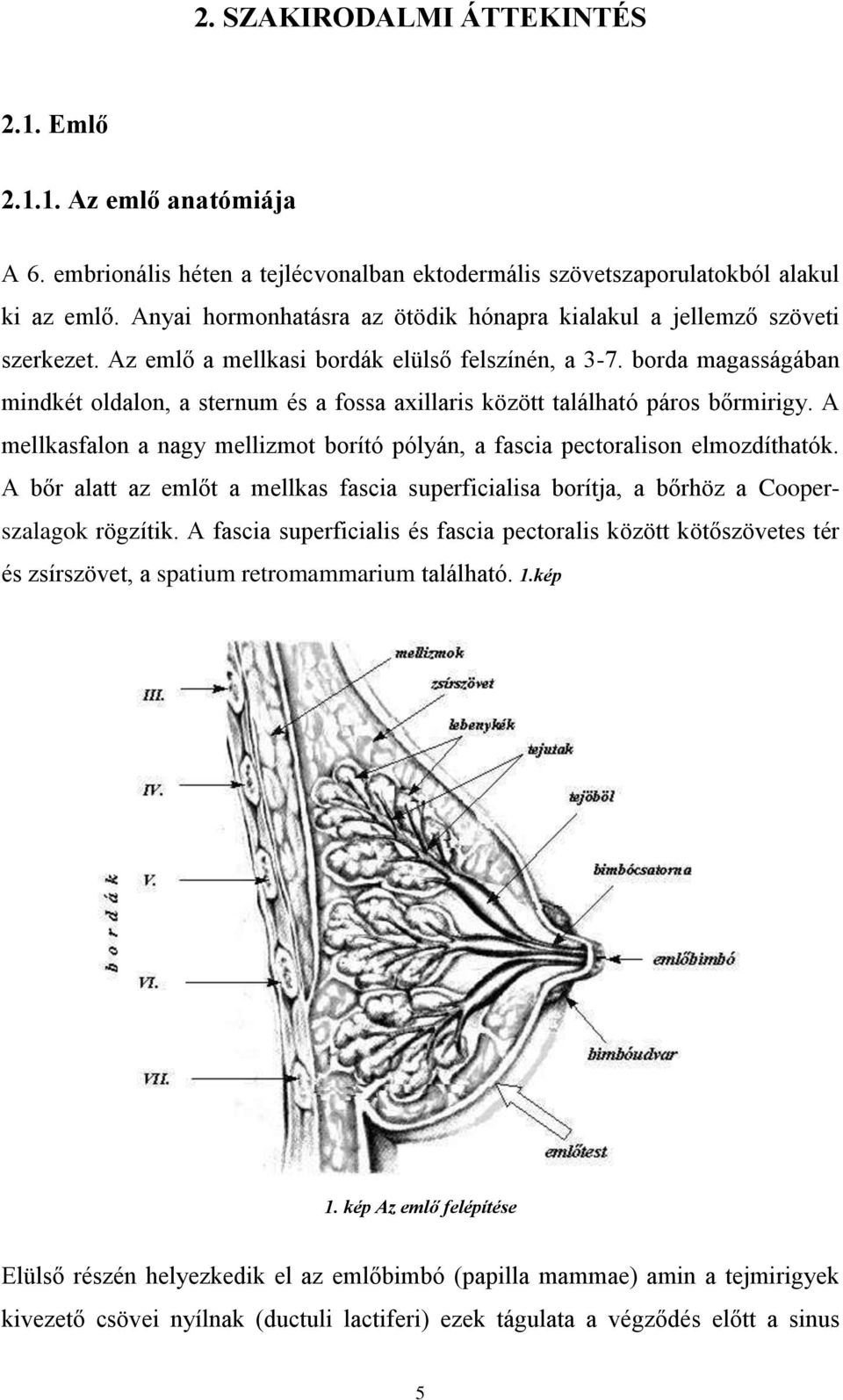 borda magasságában mindkét oldalon, a sternum és a fossa axillaris között található páros bőrmirigy. A mellkasfalon a nagy mellizmot borító pólyán, a fascia pectoralison elmozdíthatók.