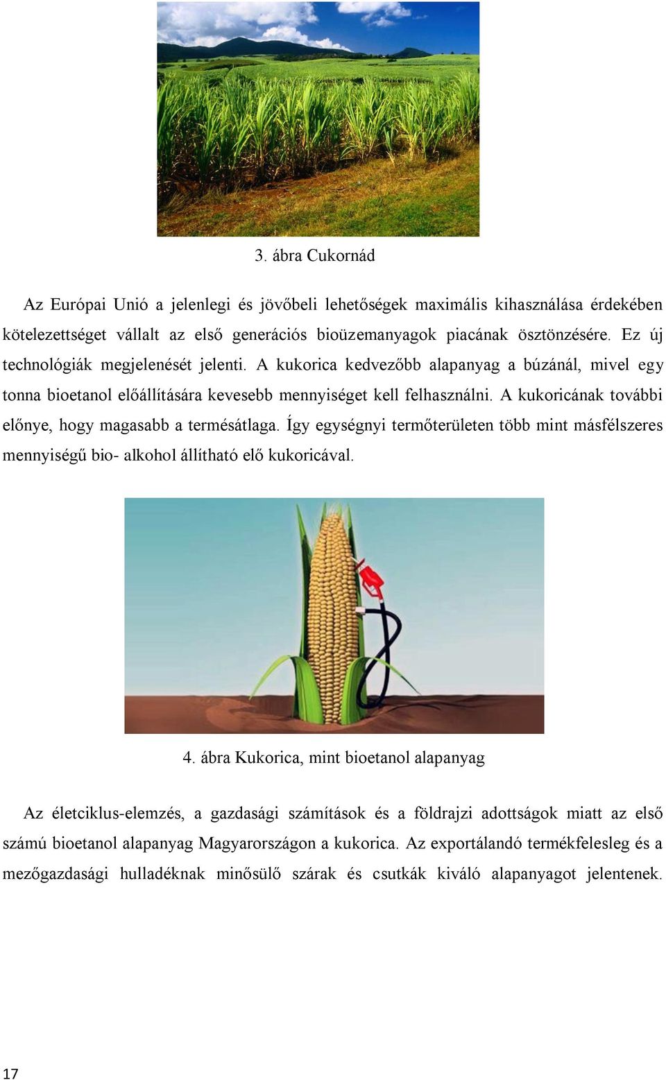 A kukoricának további előnye, hogy magasabb a termésátlaga. Így egységnyi termőterületen több mint másfélszeres mennyiségű bio- alkohol állítható elő kukoricával. 4.