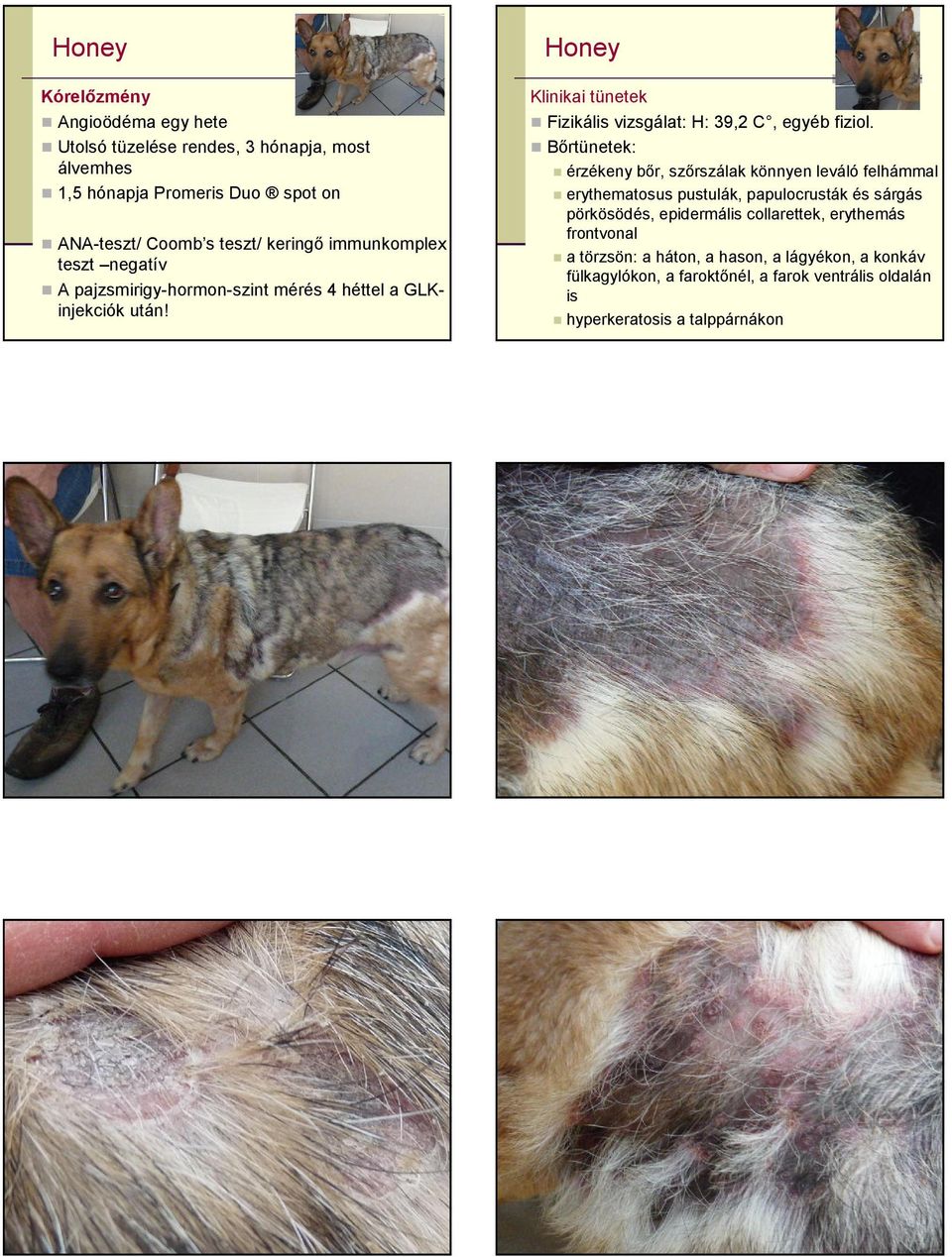 Honey Klinikai tünetek Fizikális vizsgálat: H: 39,2 C, egyéb fiziol.