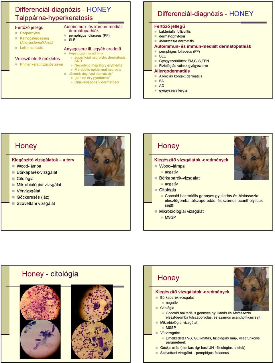 dermatosis - HONEY bakteriális folliculitis dermatophytosis Malassezia dermatitis Gyógyszerkiütés: EM,SJS,TEN Fiziológiás válasz gyógyszerre Allergodermatitis Allergiás kontakt dermatitis FA AD