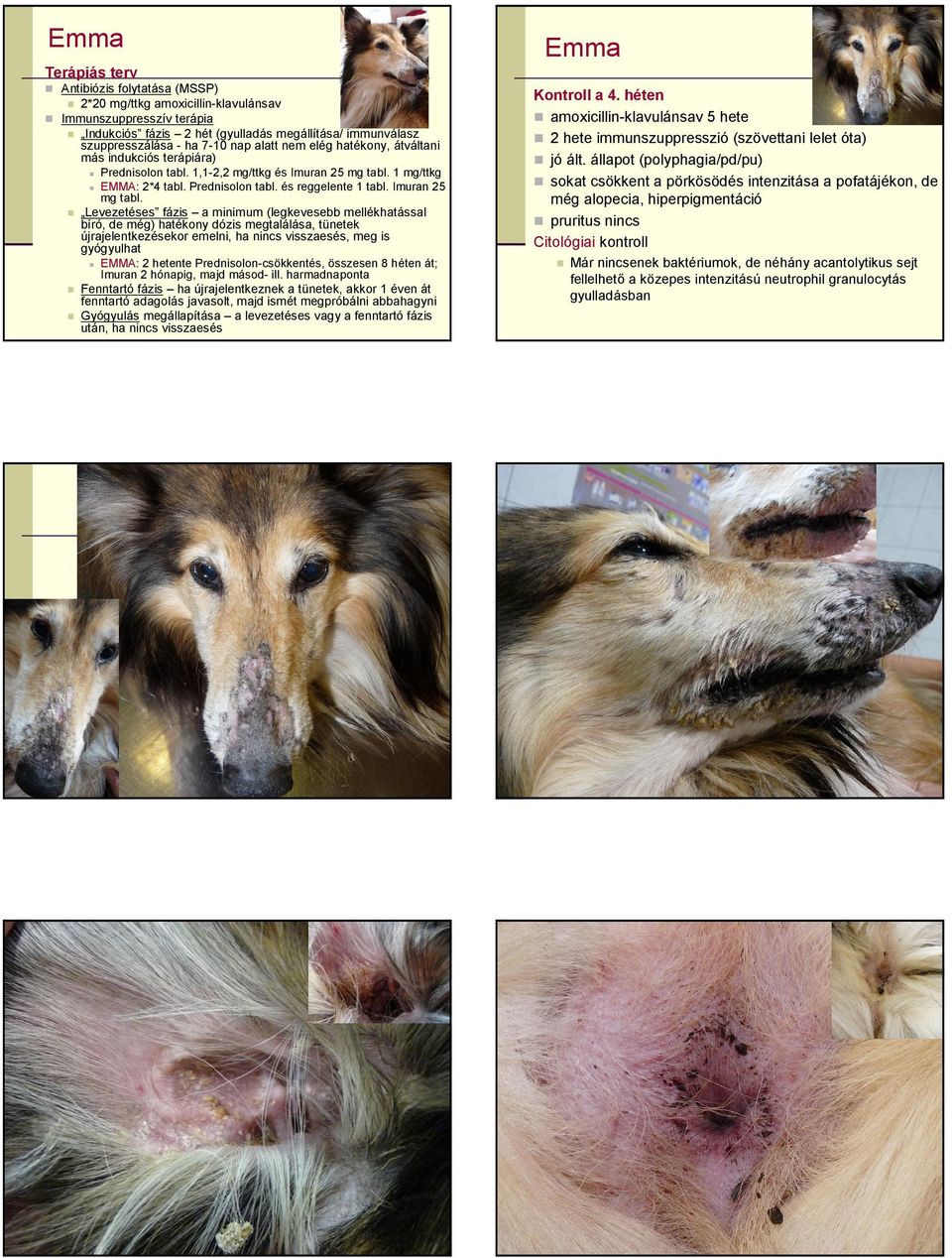 visszaesés, meg is gyógyulhat Prednisolon tabl. 1,1-2,2 mg/ttkg és Imuran 25 mg tabl. 1 mg/ttkg EMMA: 2*4 tabl. Prednisolon tabl. és reggelente 1 tabl. Imuran 25 mg tabl. EMMA: 2 hetente Prednisolon-csökkentés, összesen 8 héten át; Imuran 2 hónapig, majd másod- ill.