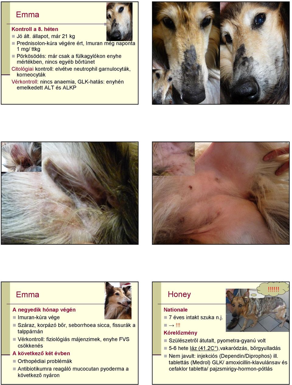 garnulocyták, korneocyták Vérkontroll: nincs anaemia, GLK-hatás: enyhén emelkedett ALT és ALKP Honey!