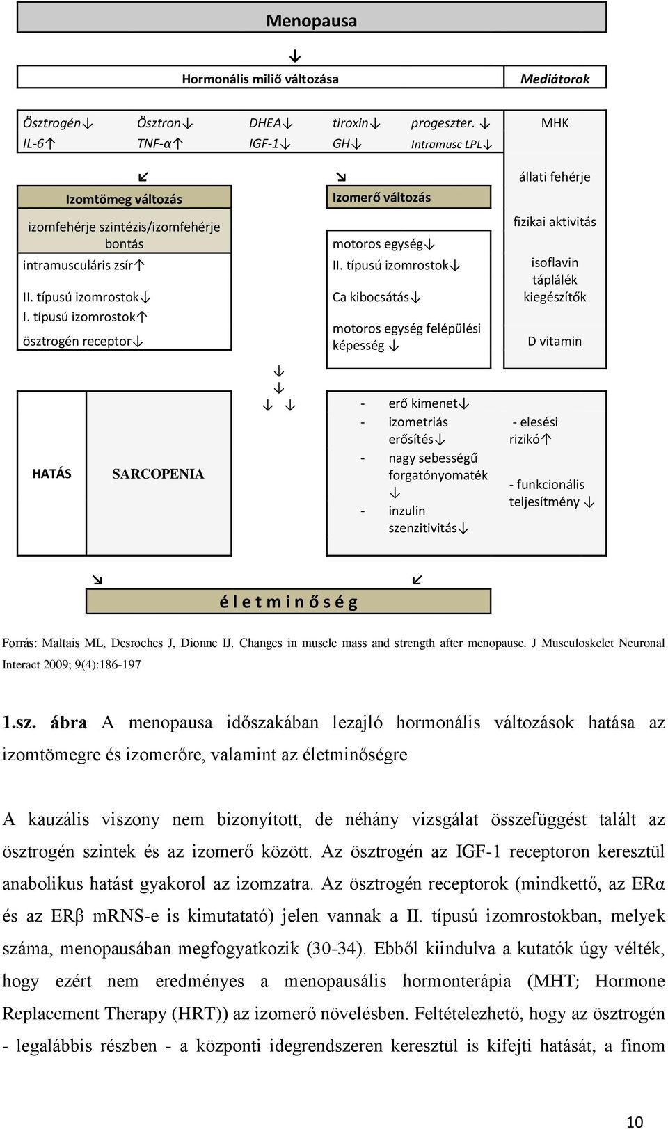 típusú izomrostok II. típusú izomrostok Ca kibocsátás isoflavin táplálék kiegészítők I.