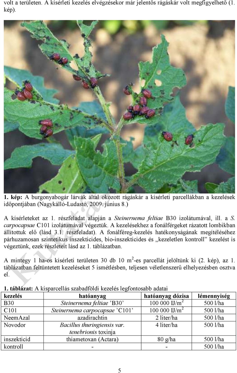 részfeladat alapján a Steinernema feltiae B30 izolátumával, ill. a S. carpocapsae C101 izolátumával végeztük. A kezelésekhez a fonálférgeket rázatott lombikban állítottuk elő (lásd 3.1. részfeladat).