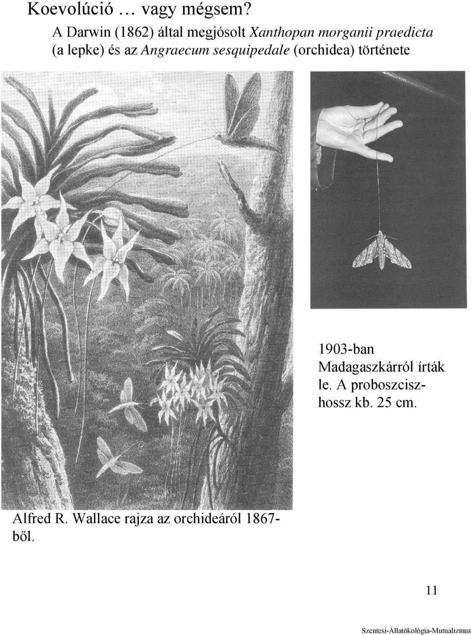 lepke) és az Angraecum sesquipedale (orchidea) története