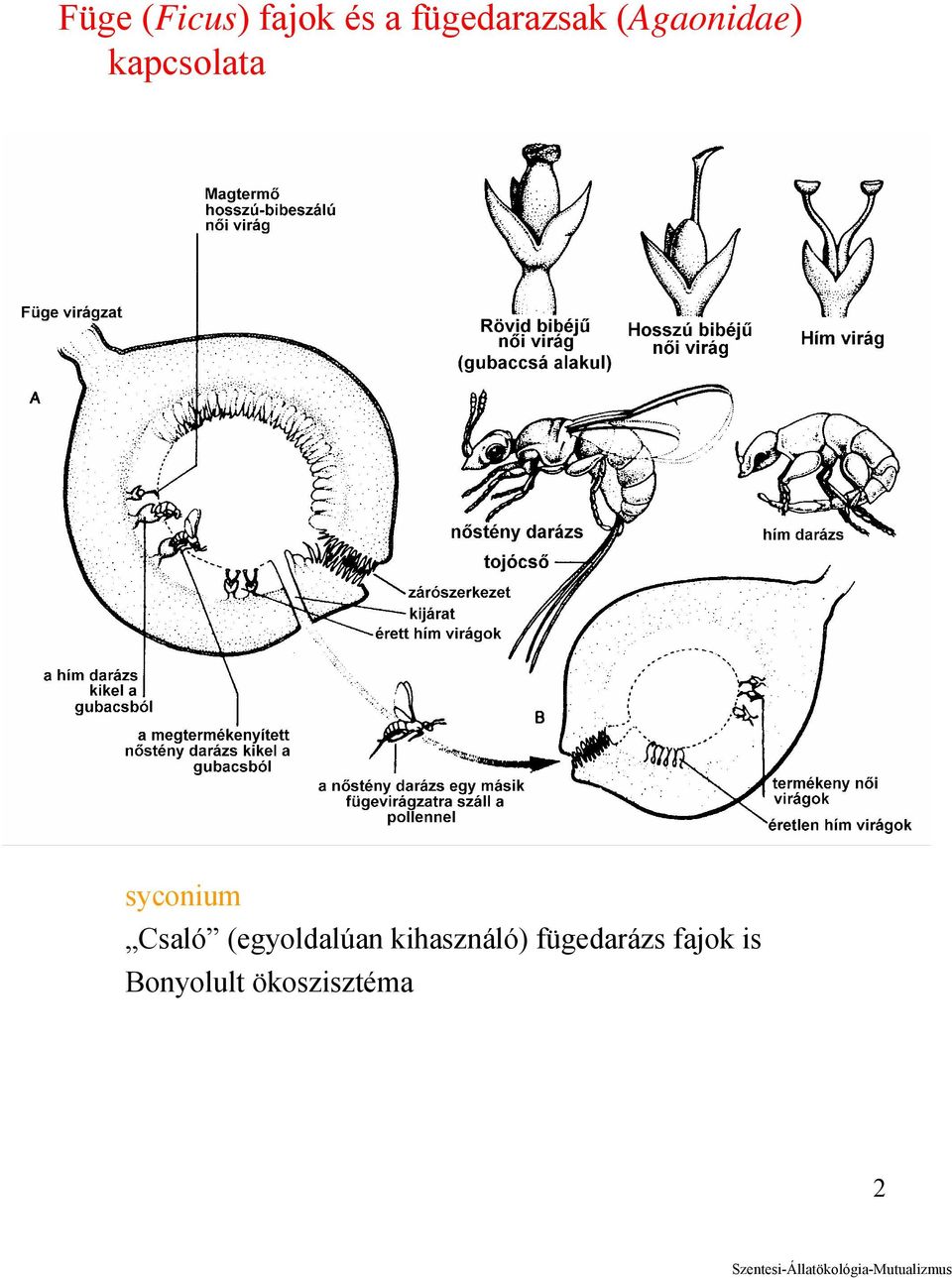 syconium Csaló (egyoldalúan