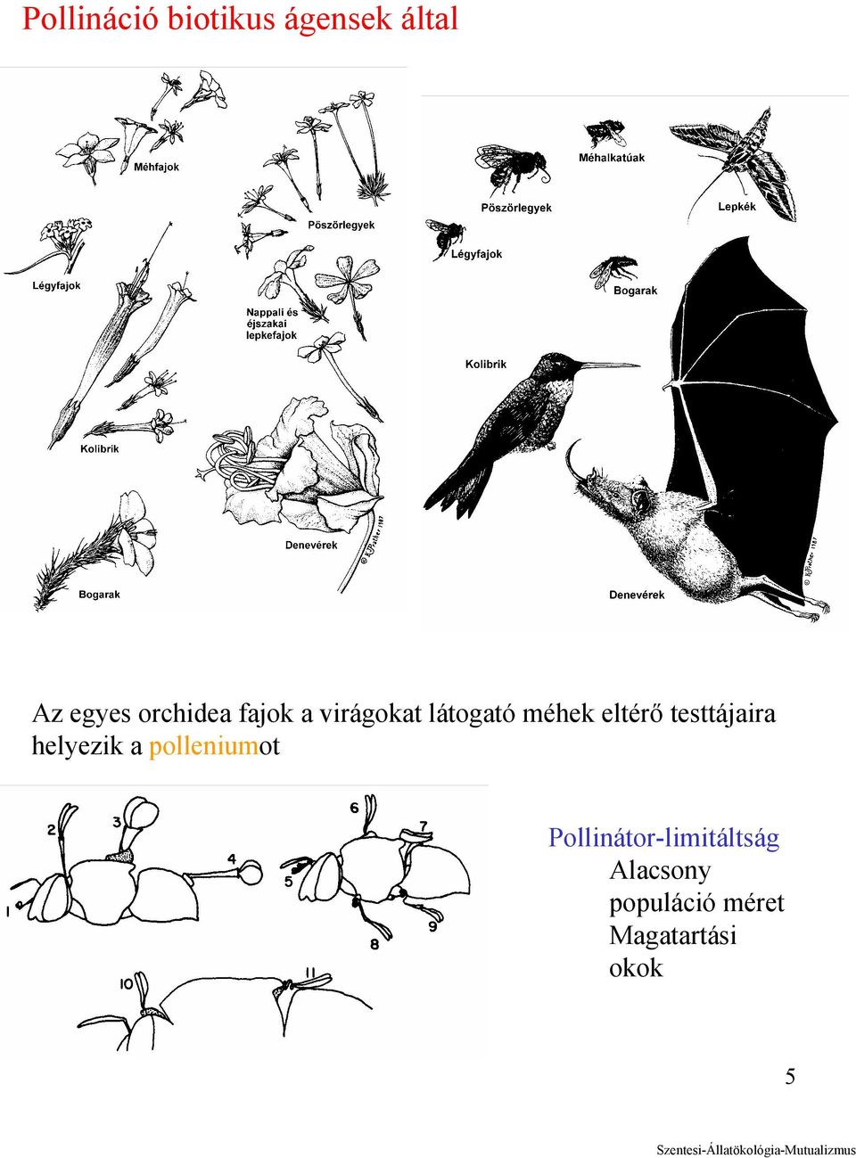 testtájaira helyezik a polleniumot