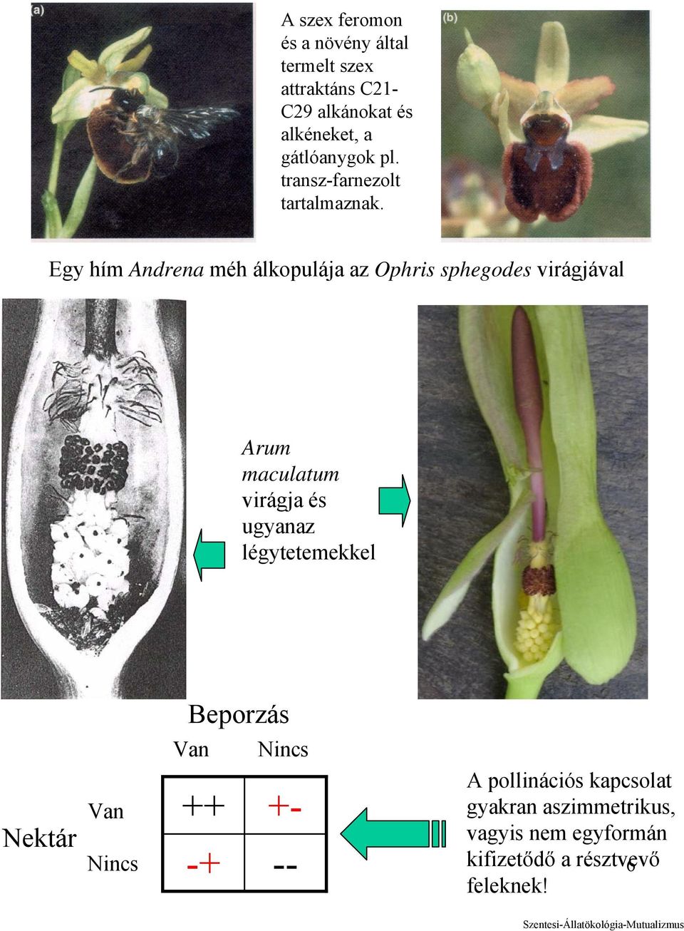 Egy hím Andrena méh álkopulája az Ophris sphegodes virágjával Arum maculatum virágja és ugyanaz