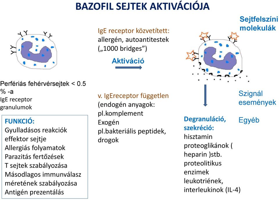 5 % -a IgE receptor granulumok FUNKCIÓ: Gyulladásos reakciók effektor sejtje Allergiás folyamatok Parazitás fertőzések T sejtek szabályozása Másodlagos