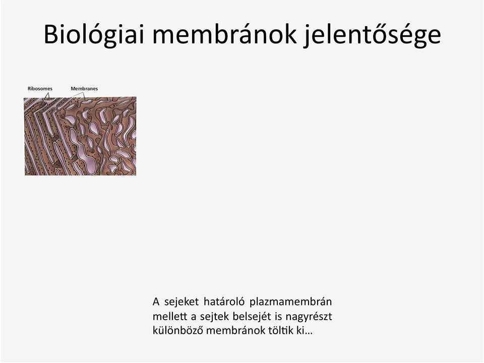 melleg a sejtek belsejét is