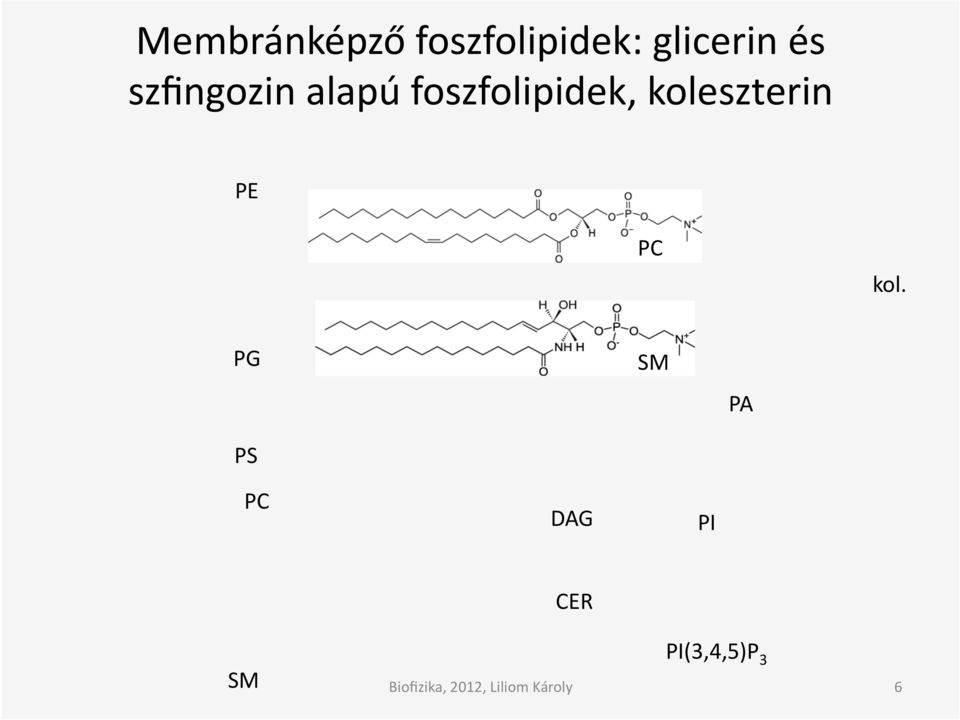 foszfolipidek, koleszterin PE PC