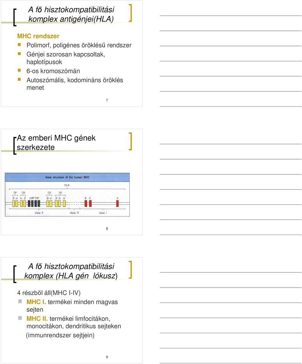 gének szerkezete 8 A fı hisztokompatibilitási komplex (HLA gén lókusz) 4 részbıl áll(mhc I-IV) MHC I.