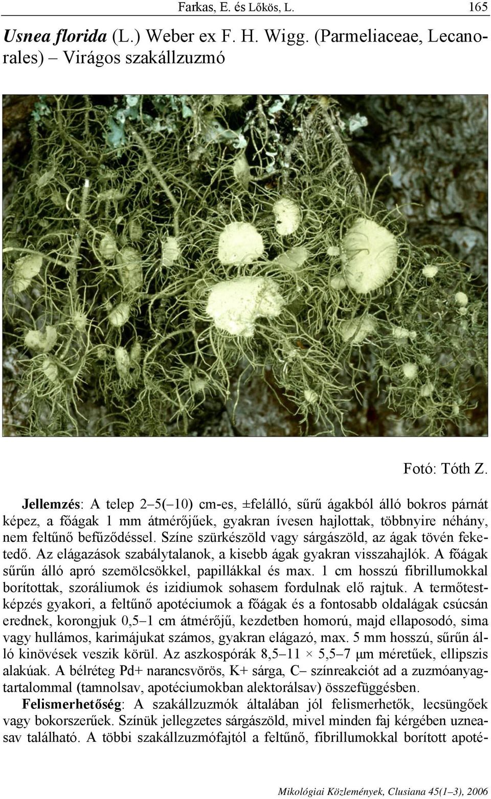 Színe szürkészöld vagy sárgászöld, az ágak tövén feketedő. Az elágazások szabálytalanok, a kisebb ágak gyakran visszahajlók. A főágak sűrűn álló apró szemölcsökkel, papillákkal és max.