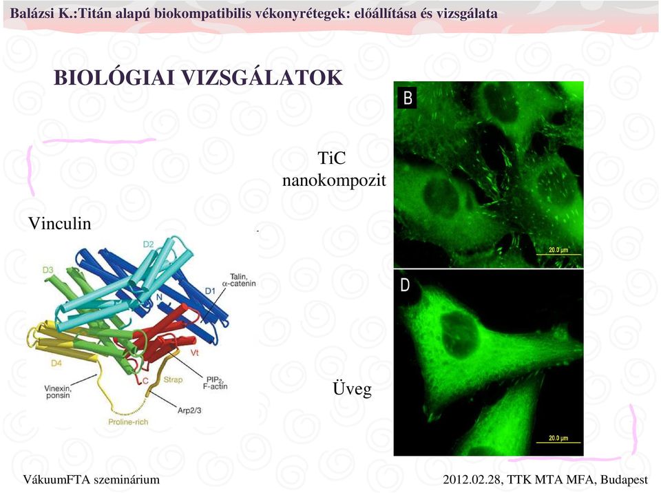 Vinculin TiC