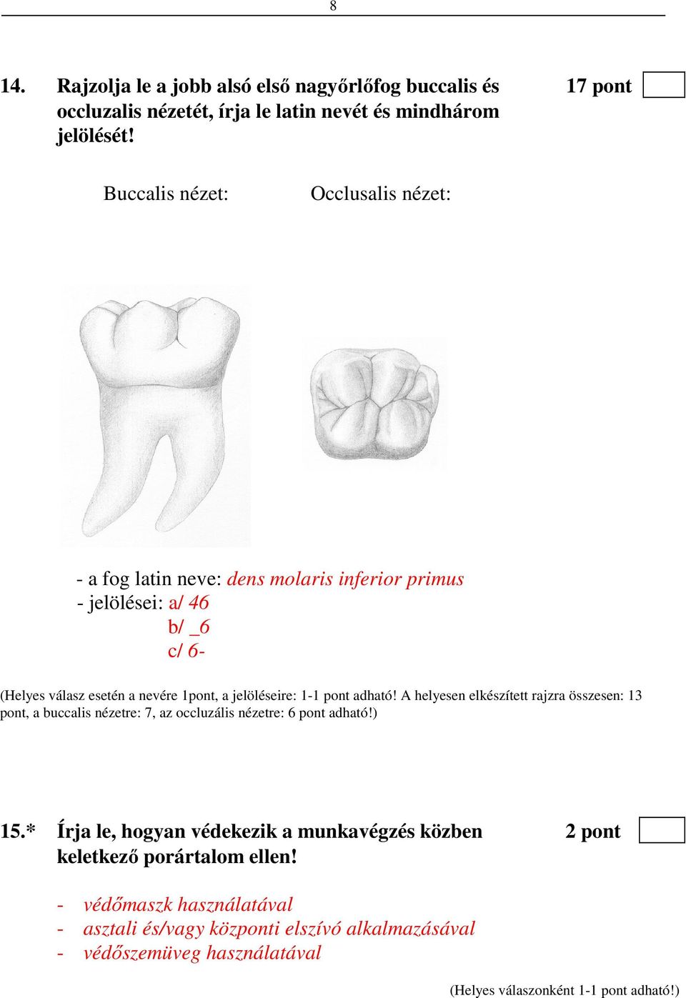 jelöléseire: 1-1 pont adható! A helyesen elkészített rajzra összesen: 13 pont, a buccalis nézetre: 7, az occluzális nézetre: 6 pont adható!) 15.