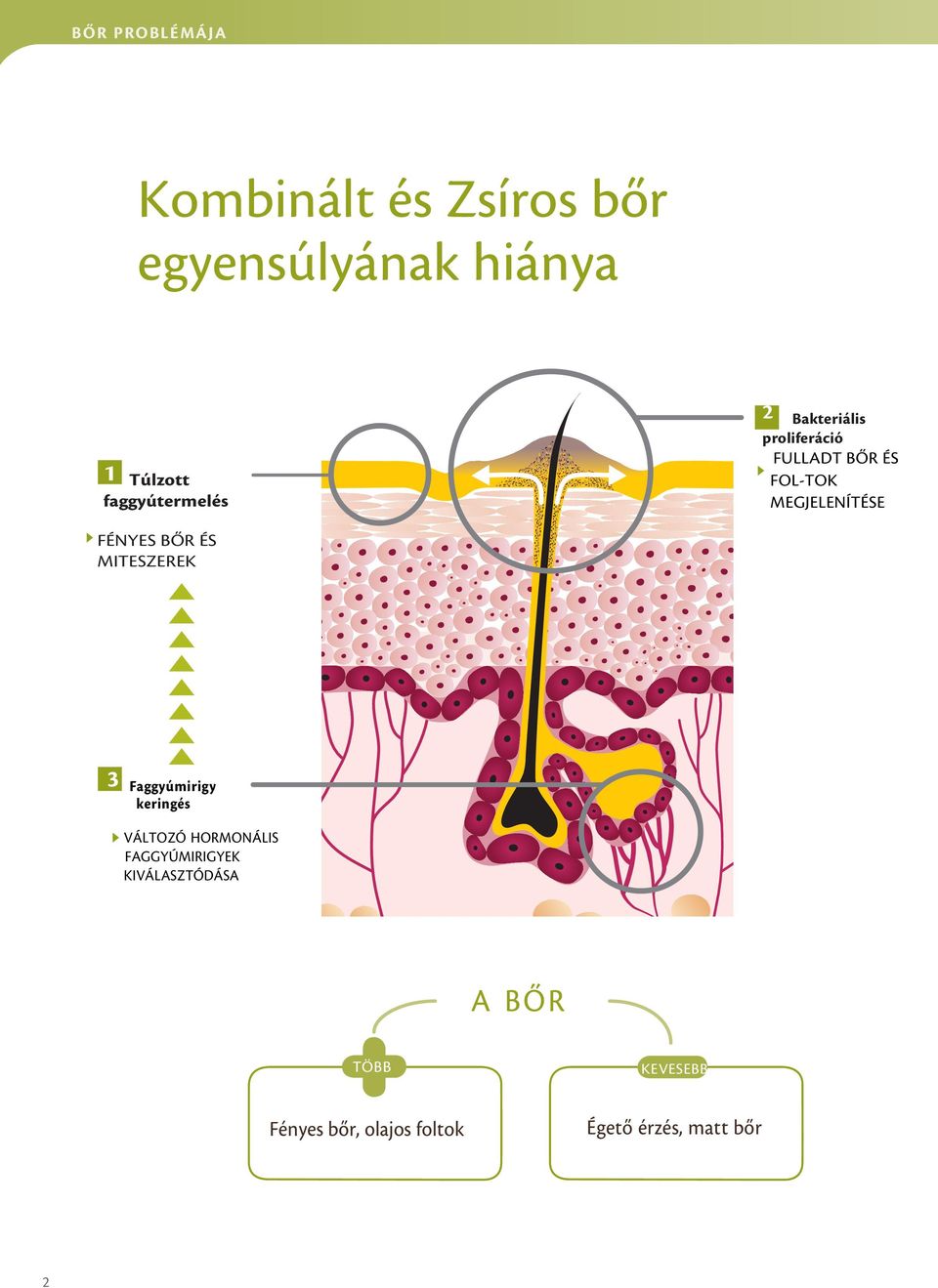 FÉNYES BŐR ÉS MITESZEREK 3 Faggyúmirigy keringés VÁLTOZÓ HORMONÁLIS