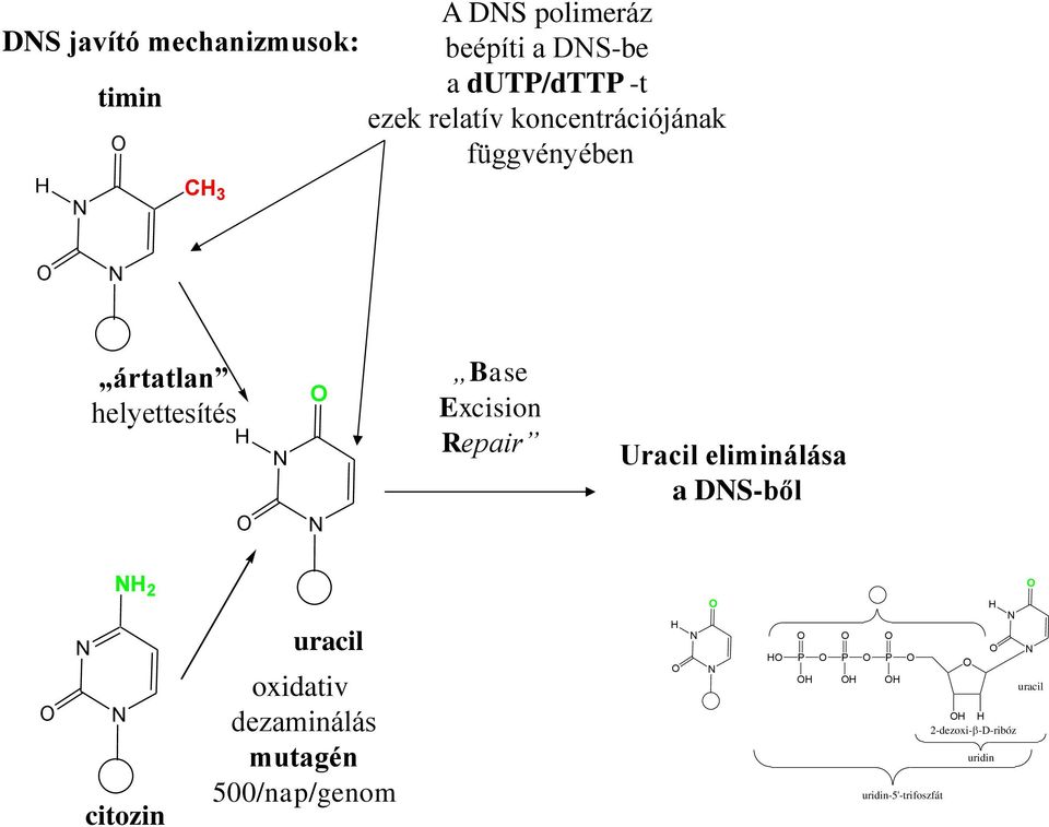 Excision Repair Uracil eliminálása a DS-ből 2 citozin uracil oxidativ