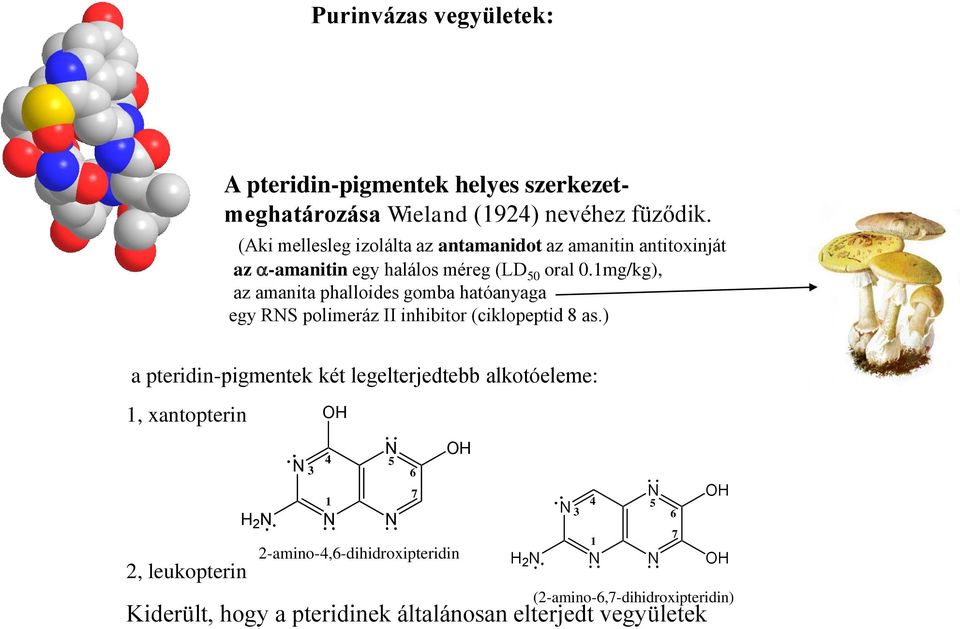1mg/kg), az amanita phalloides gomba hatóanyaga egy RS polimeráz II inhibitor (ciklopeptid 8 as.