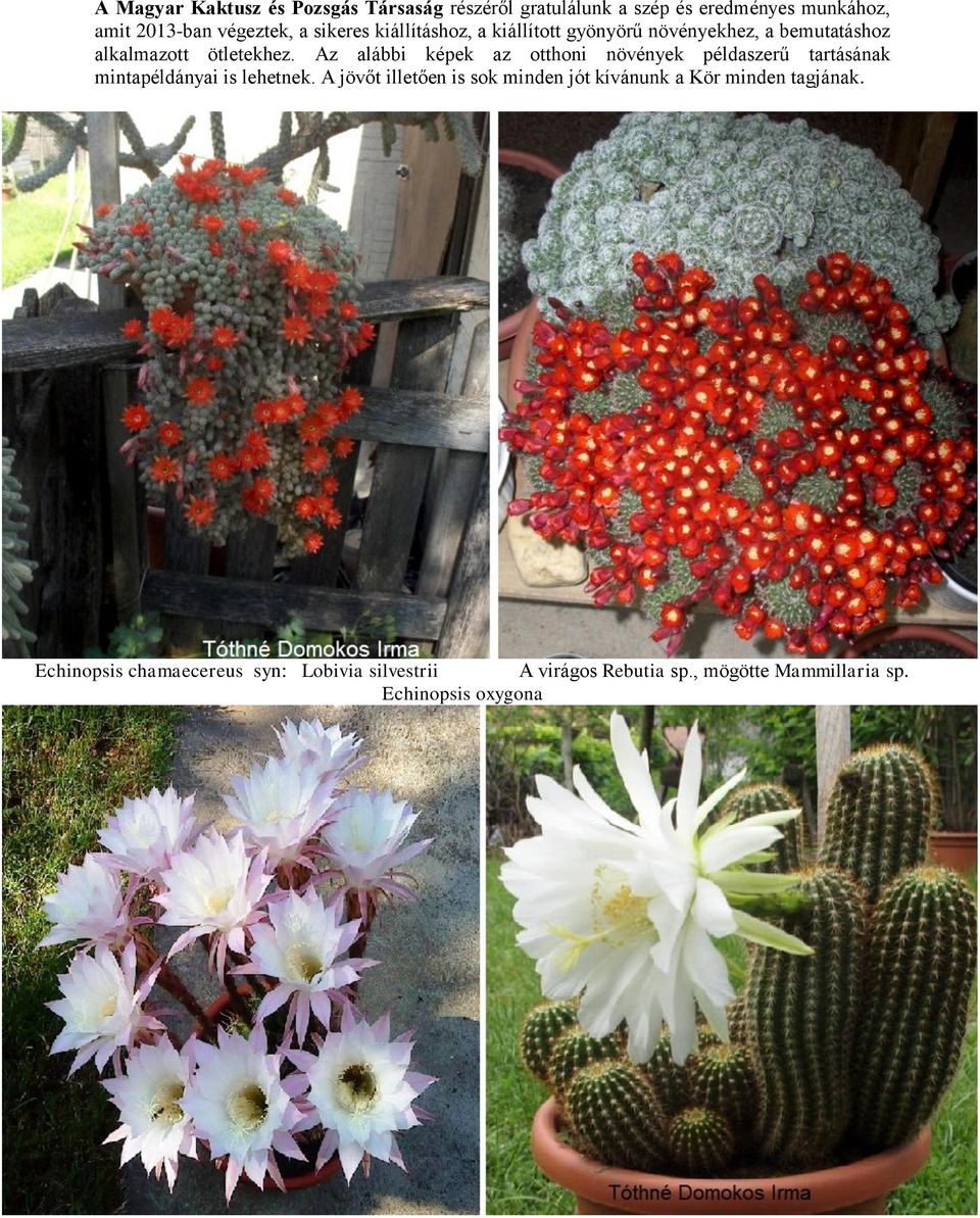 Az alábbi képek az otthoni növények példaszerű tartásának mintapéldányai is lehetnek.