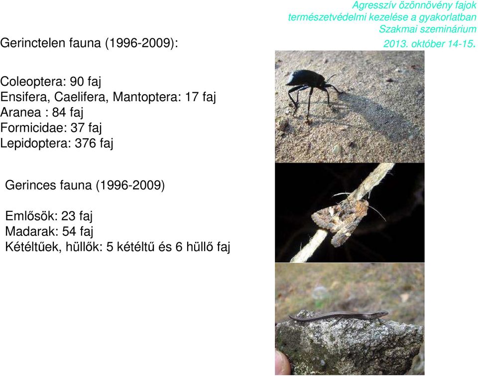 faj Lepidoptera: 376 faj Gerinces fauna (1996-2009) Emlősök: