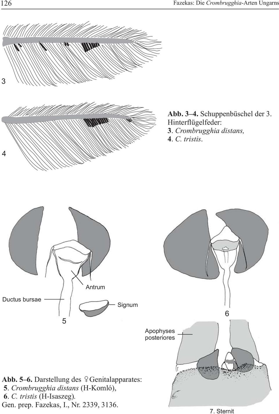 4 Antrum Ductus bursae 5 Signum Apophyses posteriores 6 Abb. 5 6.