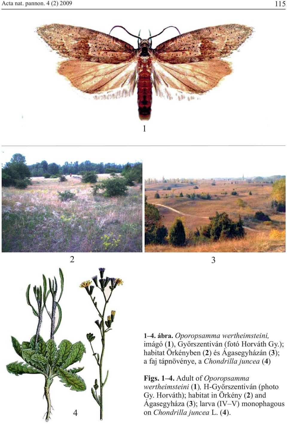 ); habitat Örkényben ( 2) és Ágasegyházán ( 3); a faj tápnövénye, a Chondrilla juncea ( 4) 4 Figs.