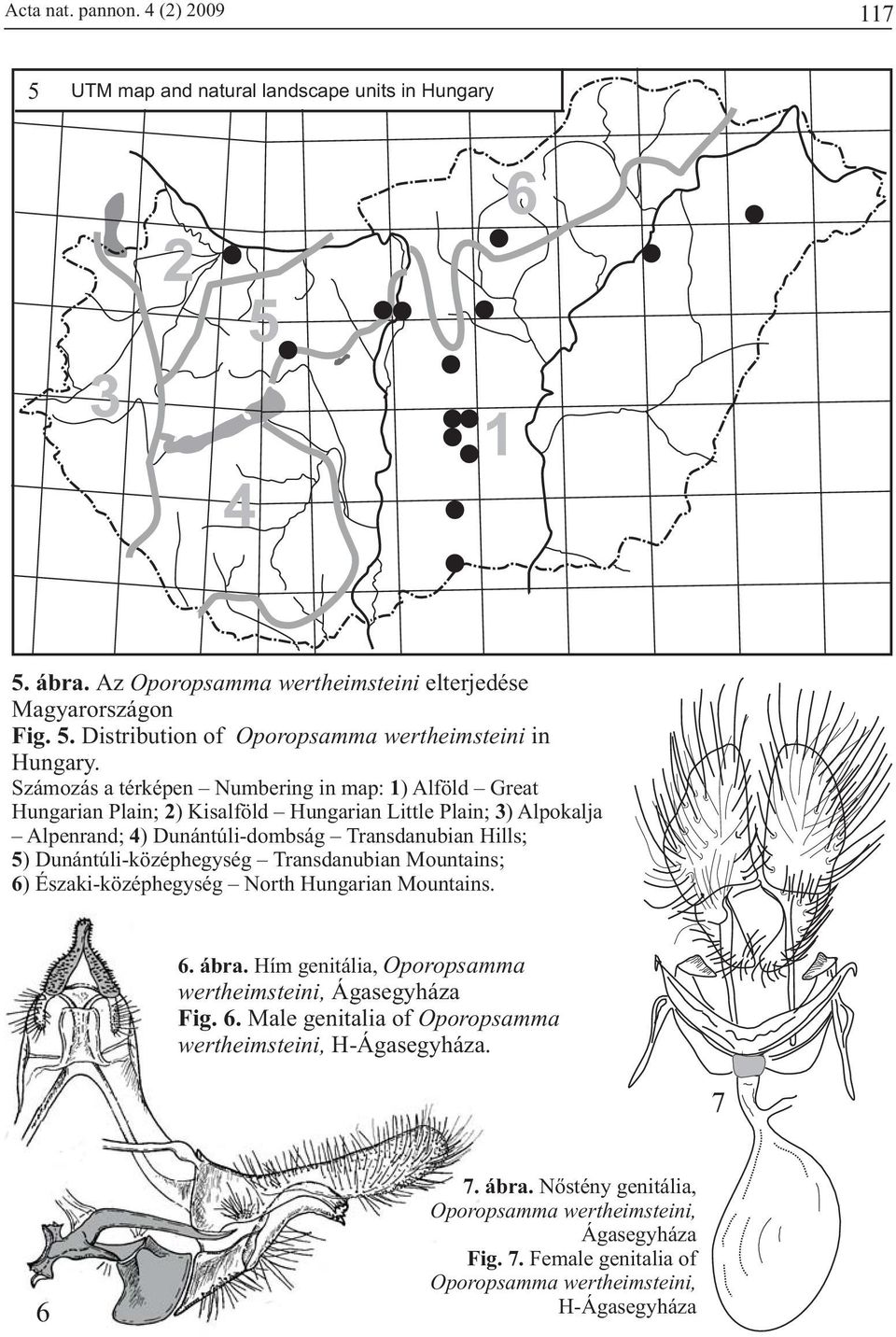 Dunántúli-középhegység Transdanubian Mountains; 6) Északi-középhegység North Hungarian Mountains. 6. ábra. Hím genitália, Oporopsamma wertheimsteini, Ágasegyháza Fig. 6. Male genitalia of Oporopsamma wertheimsteini, H-Ágasegyháza.