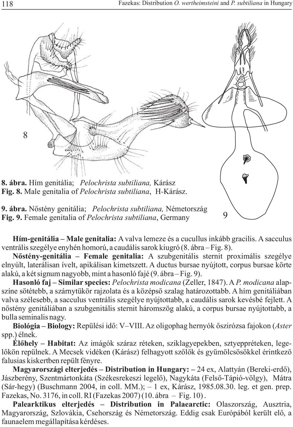 A sacculus ventrális szegélye enyhén homorú, a caudális sarok kiugró (8. ábra Fig. 8).