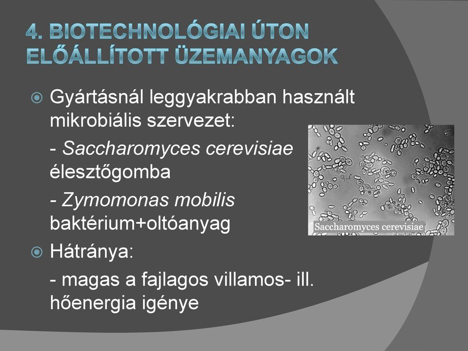 élesztőgomba - Zymomonas mobilis