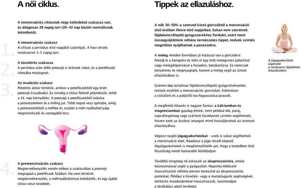 A tüszőérés szakasza A periódus után több petesejt is érésnek indul, és a petefészek irányába mozognak. A nők 30-50%-a szenved kínzó görcsöktől a menstruáció első óráiban illetve első napjaiban.