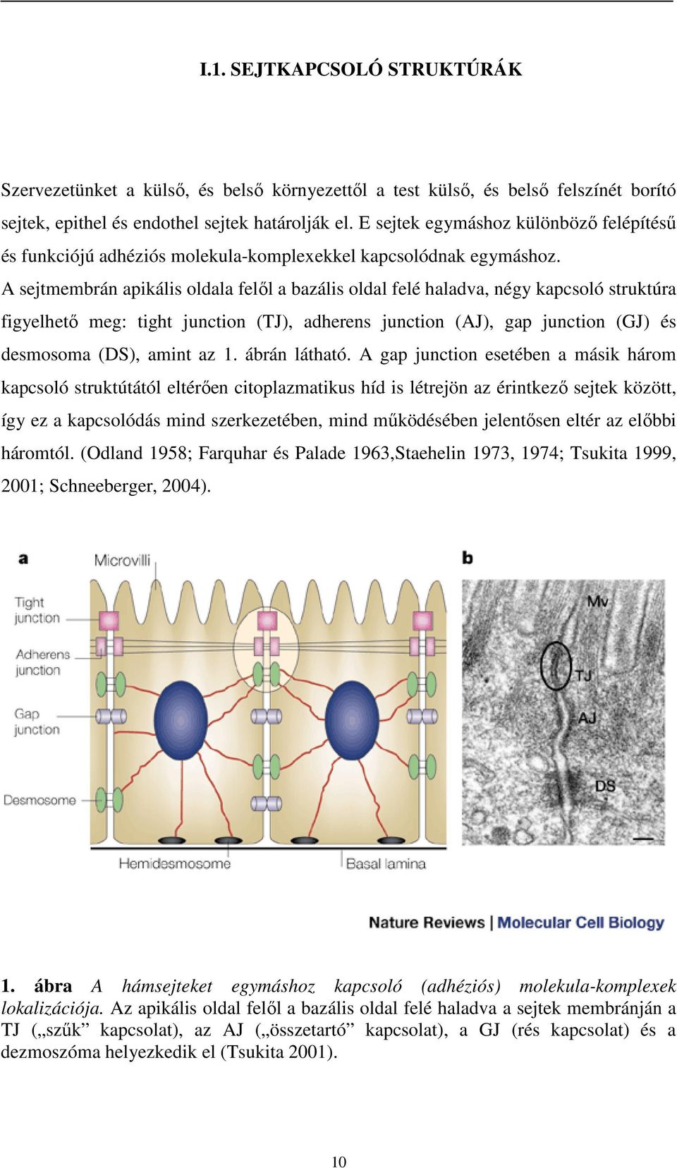 A sejtmembrán apikális oldala felől a bazális oldal felé haladva, négy kapcsoló struktúra figyelhető meg: tight junction (TJ), adherens junction (AJ), gap junction (GJ) és desmosoma (DS), amint az 1.