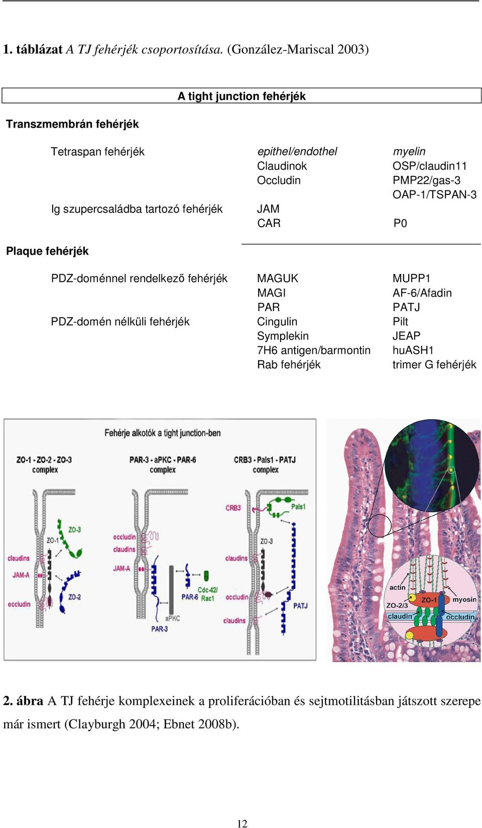 OSP/claudin11 Occludin PMP22/gas-3 OAP-1/TSPAN-3 Ig szupercsaládba tartozó fehérjék JAM CAR P0 PDZ-doménnel rendelkező fehérjék MAGUK MUPP1 MAGI