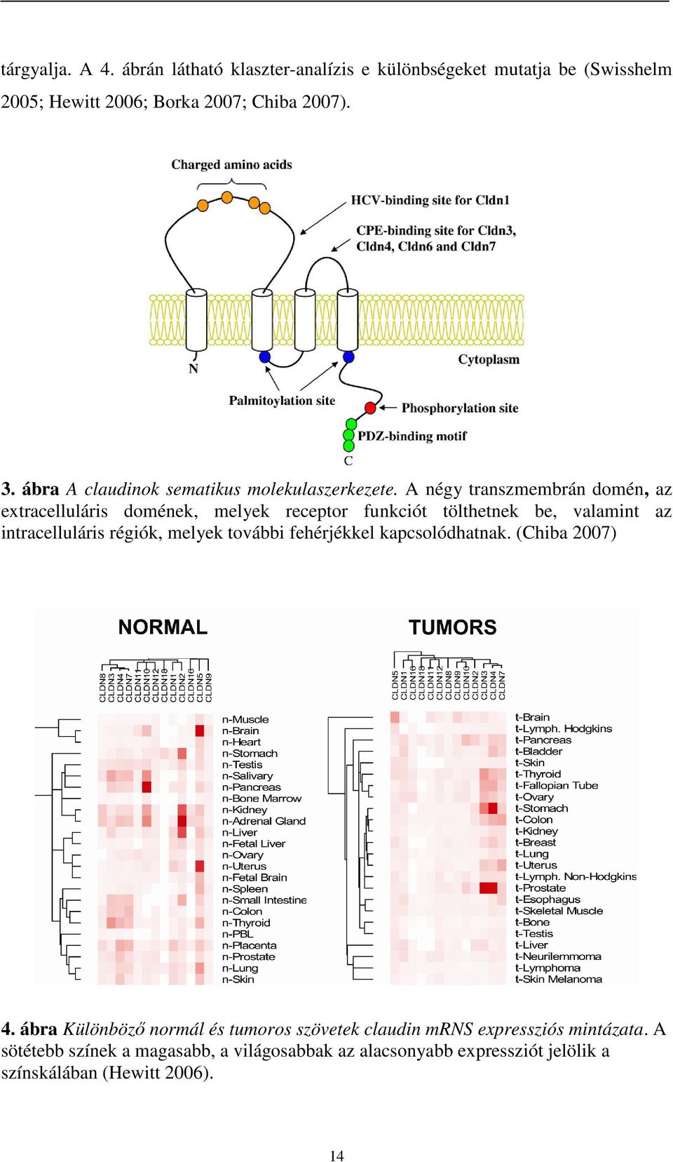 A négy transzmembrán domén, az extracelluláris domének, melyek receptor funkciót tölthetnek be, valamint az intracelluláris régiók, melyek