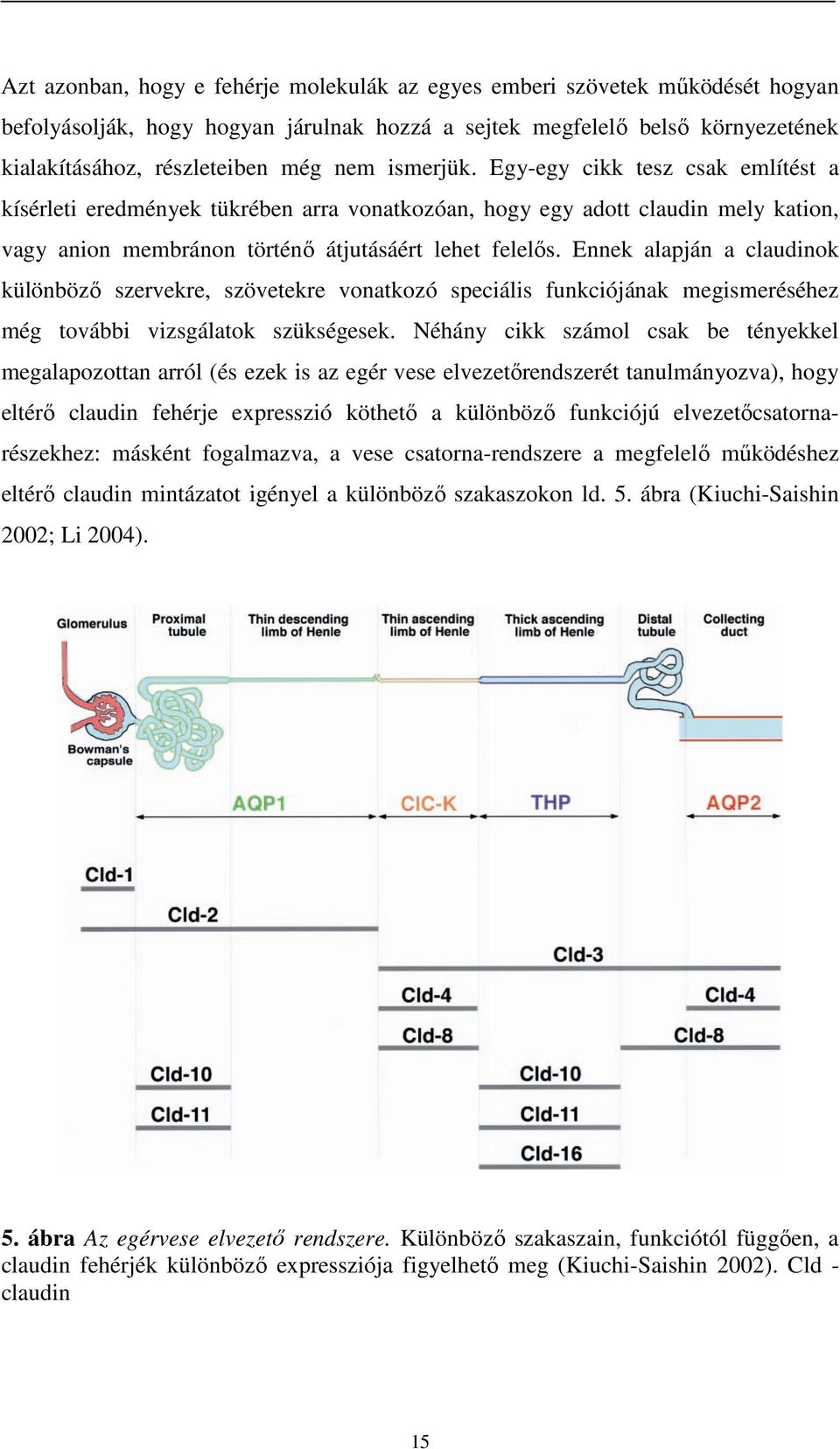 Ennek alapján a claudinok különböző szervekre, szövetekre vonatkozó speciális funkciójának megismeréséhez még további vizsgálatok szükségesek.